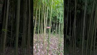 【北鎌倉・浄智寺】鎌倉五山・第四位の浄智寺✨静かで美しい心落ち着くお寺＠こっこっちwalk#浄智寺#北鎌倉#布袋尊#甘露の井#vlog#shorts