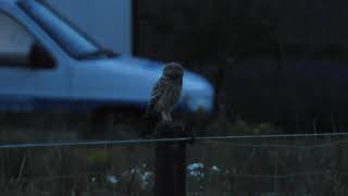 Vroege Vogels - Steenuil in schemer