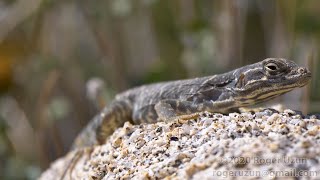 HDObservations : Long-Nosed Leopard Lizard (4K UHD)