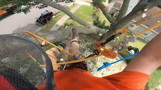 Removing a Massive Oak Tree Wrapped Around a Sweetgum (Part 2)