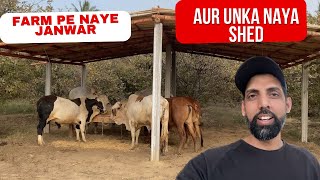 Farm pe Naye Janwar aur Unka Naya Shed