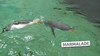 The Real Penguins of Sydney - Episode 2