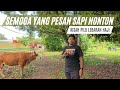 Sapi Kurban Salah Satu Warga  Malaysia Yang dilupakan