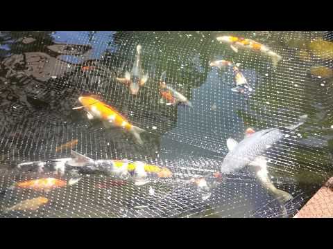 Koi breeding Koi breeding