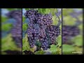 საოცნებო ყურძენი best grapes