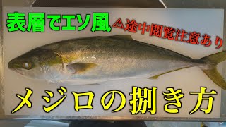 【表層でエソ風】釣れたメジロを捌いてみたよ