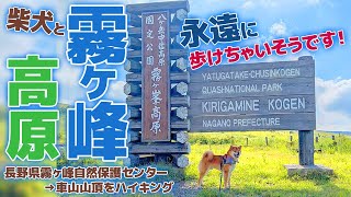 【聞くブログ】柴犬と霧ケ峰高原をハイキング／霧ヶ峰の犬連れハイキングは永遠に歩けちゃいそうです！/ Hiking the Kirigamine Plateau with a Shiba Inu.