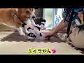 【コーギー】飼い主より早くおもちゃに飽きる犬。。。conan s happy days