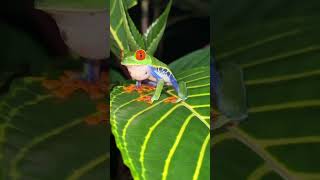 Nocturnal Encounter with a Red-Eye Leaf Frog in Costa Rica’s National Park