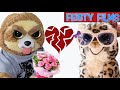 Girlfriends vs. Boyfriends! A Feisty Pets Compilation