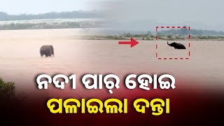 ବ୍ରାହ୍ମଣୀ ନଦୀ ପାର ହୋଇ କପିଳାସ ଜଙ୍ଗଲ ଆଡ଼କୁ ଚାଲିଗଲା ଦନ୍ତା, ଦେଖନ୍ତୁ ଭିଡିଓ || Knews Odisha