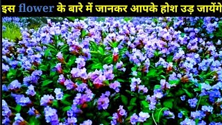 भारत के ये flower आपके होश उड़ा देगा #shorts #viralvideo #viral