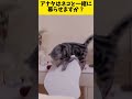 まぁ…かわいいから許す！ おもしろ動画 猫 shorts 海外の反応 cat