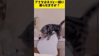 まぁ…かわいいから許す！#おもしろ動画 #猫 #shorts #海外の反応 #cat