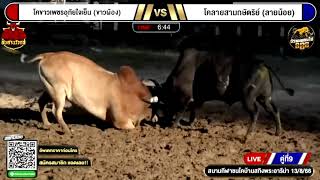 โคขาวเพชรอุทัยใจเย็น (ขาวผ้อง) vs โคลายสามกษัตริย์ (ลายน้อย)