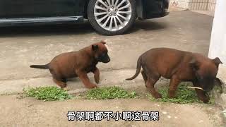 光头大叔的爆红马犬2个月了，13斤多，各个都漂亮的狠，直接看上