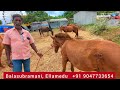 💥world s biggest horse market in india 🦄🐴 anthiyur gurunatha swamy temple festival tamilnadu