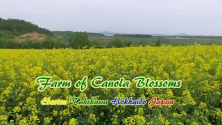 Farm of Canola Blossams / Ebeotsu Takikawa Hokkaido Japan