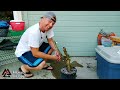 hibiscus pre bonsai air layer the harvest