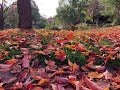 harp ensemble lemon grass in autumn “momiji leaves changing colors ”