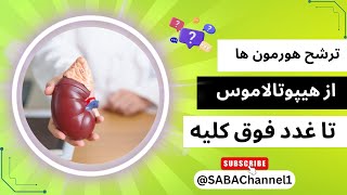 تنظیم شیمیایی | ترشح هورمون ها از هیپوتالاموس تا غدد فوق کلیه