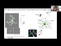 [Sebastiaan de Schepper] Perivascular cells, microglial phagocytosis, synaptic engulfment via SPP1