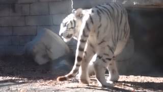 2015.1.12 東武動物公園☆ホワイトタイガーのスカイとアース【White tiger】_07