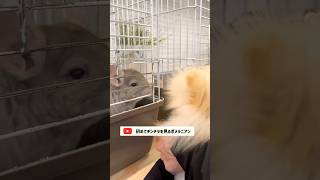 【ポメラニアン】犬に全く動じないチンチラにもびっくり　#shorts