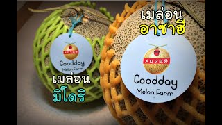 รีวิวเมล่อนพี่เหมียว(Goodday Melon Farm)