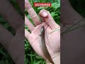 Mantep betul tarikannya #mancing #channa #limbata #channalimbata #bogo #gabus #fyp #fypシ゚viral