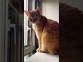 青いお空に想いを馳せるねこ🌸　 cat 猫のいる暮らし 茶トラ 猫好きさんと繋がりたい 猫かわいい