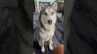 My husky is excited for the weekend! #husky #huskylovers #doglovers #dogshorts #funnydogvideos