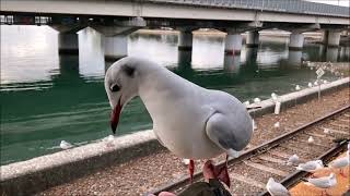 浜名湖佐久米駅のユリカモメ 2025.1.18