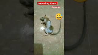 Chori krny ki saza Mili 😂#rat #viral #shorts #dangerous #chuha #punishments