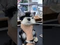 trimming a schnauzer puppy. 🐶✂️ doggroomingtips dogtrimming cutedog schnauzer