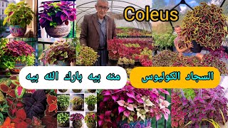 السجاد الكوليوس Coleus منه بيه بارك الله بيه الإكثار على الطريقة العراقية بنجاح 100% بدون اي مجذر