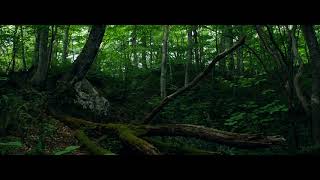 4K ブナの森 癒しの動画  beech forest in funagata