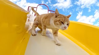 猫ちゃん達にすべり台の遊び方を教えた結果・・・