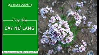 CÂY NỮ LANG: Thần dược chống mất ngủ của mọi nhà | Cây Thuốc Quanh Ta