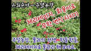 체리세이지 무한번식시키기, 체리세이지휘묻이방법,  주말농장 풀 관리, 은퇴준비, 풀과의 전쟁, 주말힐링, 체리세이지 노지 월동