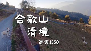 Cherry Blossom Season｜Hehuanshan, Taiwan｜Traveling with dogs｜ASMR｜French Bulldog