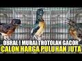 INI JELAS ! MURAI TROTOL JAHAT GACOR !!! SEMUA DIJUAL MULAI 200 RIBUAN DIKIOS PASAR PRAMUKA