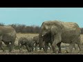 life of african elephants largest terrestrial mammals of the earth 4k nature documentary film