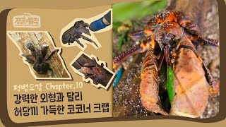 [정법 도감📖] 에일리언을 닮은 천하장사, 코코넛 크랩!  [정글의 법칙|SBS 방송]