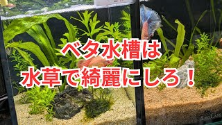 ベタ水槽は水草で綺麗にすると上手くいく！