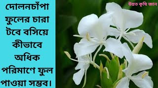 টবে দোলনচাঁপা ফুলের চারা বসিয়ে অধিক ফুল পাওয়ার রহস্য, Tab a Dulan chapa full basanor sahoj uppay