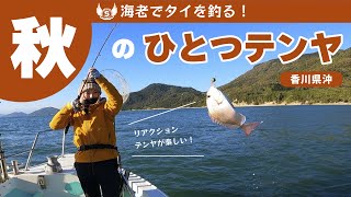 海老でタイを釣る！秋のひとつテンヤ [瀬戸内海][START]