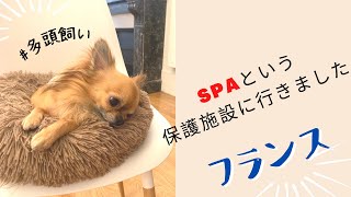 フランスの動物保護活動｜SPAに潜入