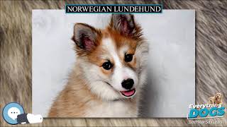 Norwegian Lundehund 🐶🐾 Everything Dog Breeds 🐾🐶