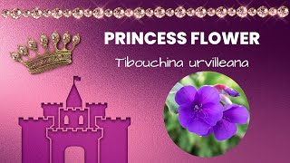 Princess flower care at home, Tibouchina urvilleana | Brilliant House Plant